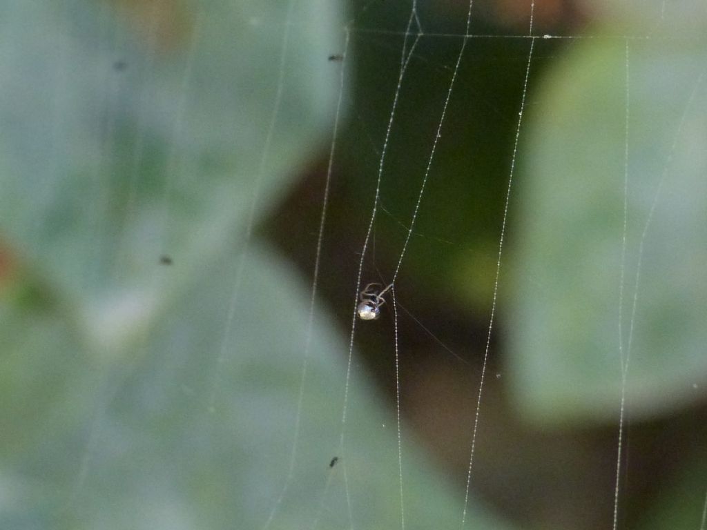 Linyphiidae: Neriene radiata